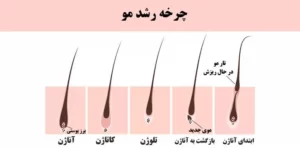 چرخه میزان رشد مو در ماه