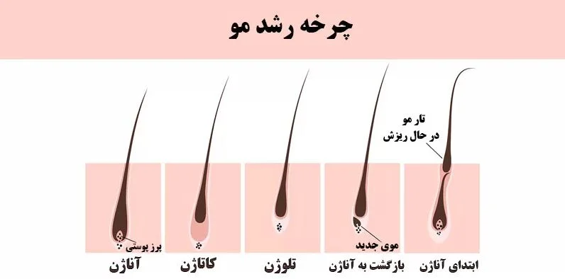 چرخه میزان رشد مو در ماه